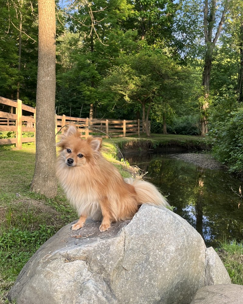 Chazz, Sonja’s dog