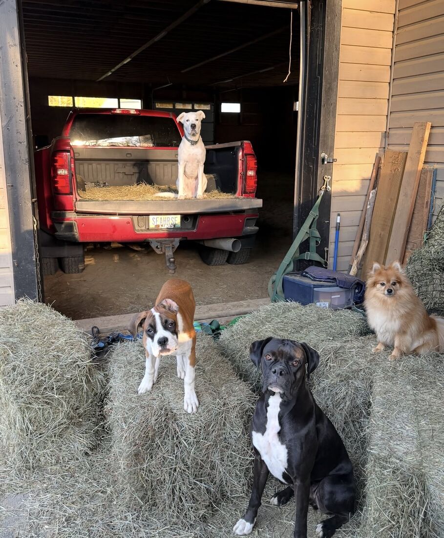 The four farm dogs posed in the barn doorway: Kora in the truck bed, Lumi and Nox on the hay bales, and Chazz perched beside them