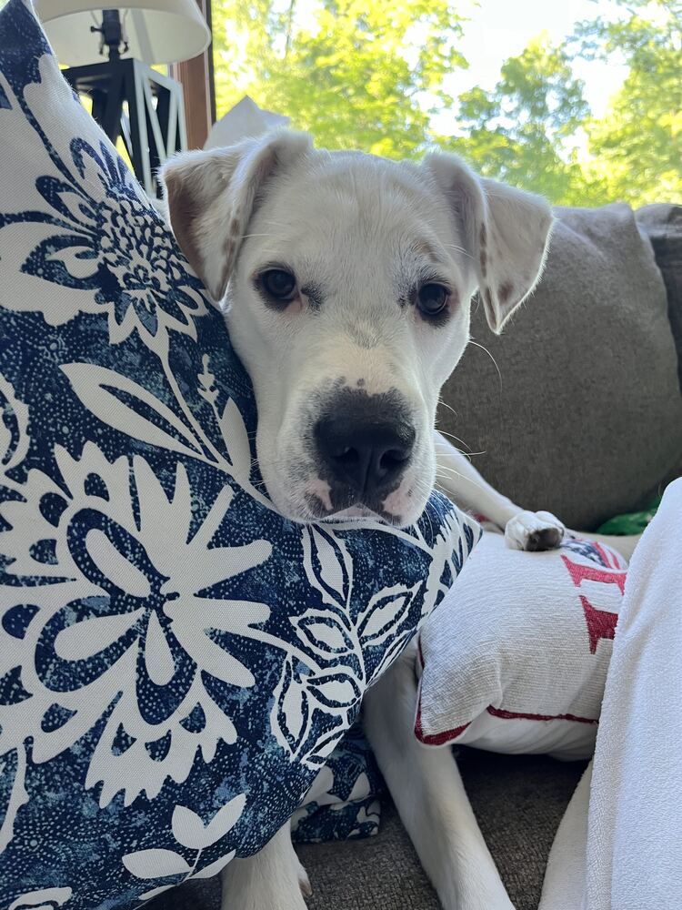 Kora, Sonja’s dog