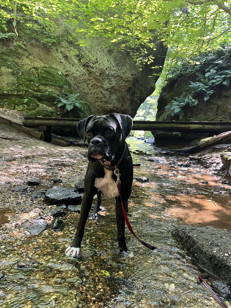Nox, Sonja’s dog