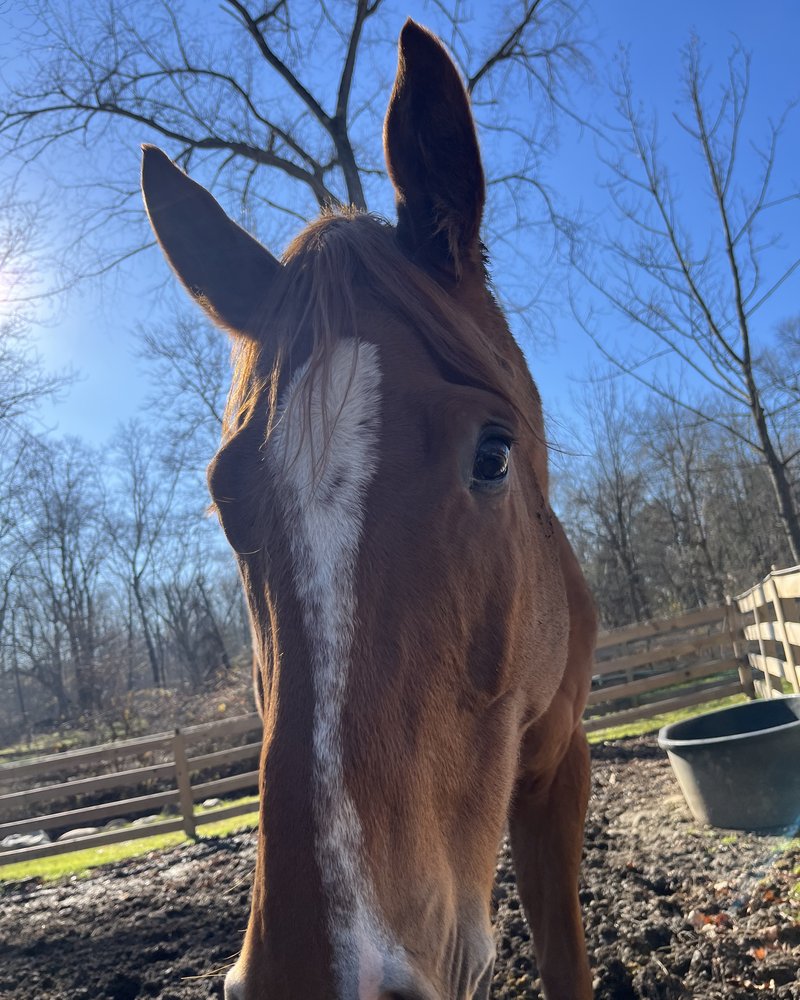 Red, Sonja’s horse