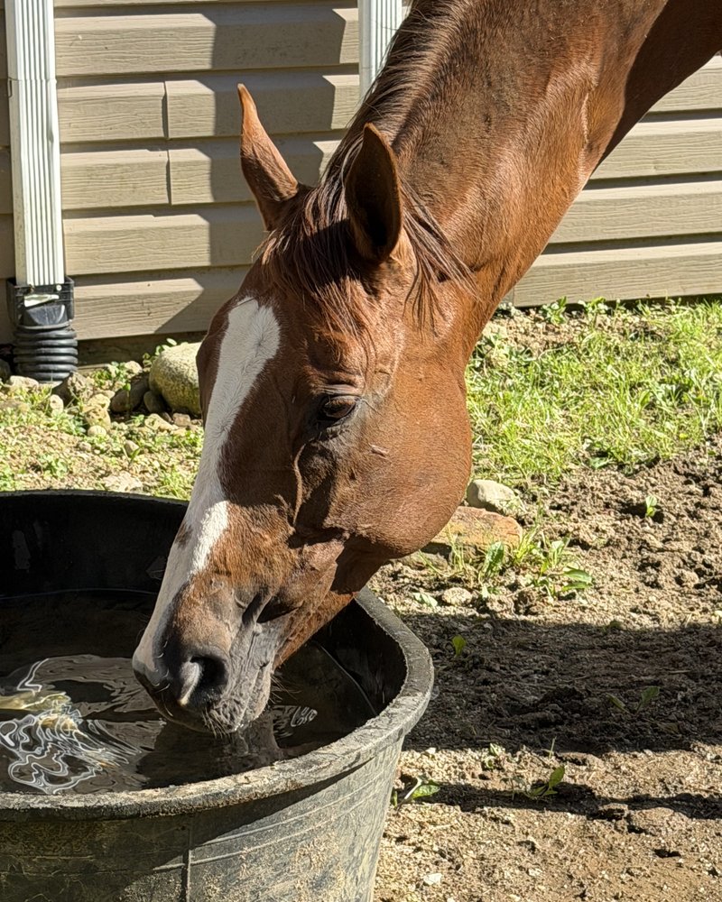 Rose, Sonja’s horse